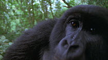Showreel of curious Mountain gorilla (Gorilla beringei beringei) clips by Bruce Davidson.