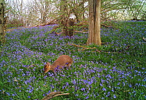 Reeves's muntjac (Muntiacus reevesi) in bluebell woodland, taken with remove camera. Rookery Wood, Sussex, England, UK, April. Small repro only