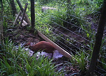 Reeves's muntjac (Muntiacus reevesi) creeping under fence, taken with remote camera, Rookery Wood, Sussex, England, UK,  small repro only
