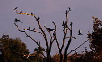 Rooks (Corvus frugilegus) roosting in the evening,  Sussex, England, UK. November.