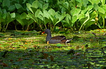 Moorhen (Gallinula chloropus) swimming close to cover of Bogbean  cover, Rookery Wood, Sussex, England, UK, November.