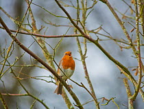 Robin (Erithacus rubecula) singing, Rookery Wood, Sussex, England, UK, January.