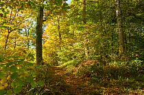 Woodland glade in autumn, Rookery Wood, Sussex, England, UK, November.