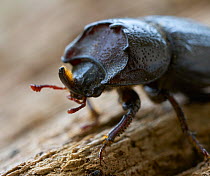 Least stag beetle (Sinodendron cylindricum) portrait, Rookery Wood, Sussex, England, UK, May.