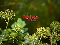 Peacock butterfly (Aglais io) flying over ivy flowers~Sussex, England, UK. October.