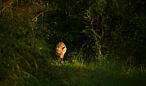Fox (Vulpes vulpes) hunting, Rookery Wood, Sussex, England, UK. November.