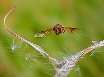 Hoverfly (Eristalis sp) in flight, Rookery Wood, Sussex, England, UK, September.