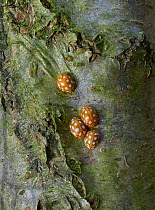 16-Spot ladybird (Tytthaspis 16-punctata) hibernating on tree trunk. Rookery Wood, Sussex, England, UK,  February.