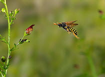Figwort sawfly ( Tenthredo scrophulariae) flying to figwort, Rookery Wood, Sussex, England, UK. August.