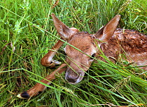 Fallow deer (Dama dama) fawn hidden in grass. Rookery Wood, Sussex Weald, England, UK. June.