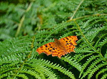 Comma butterfly (Polygonia c-album) Rookery Wood, Sussex, England, UK. July.