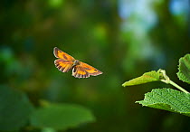 Gatekeeper butterfly (Pyronia tithonus) in flight, Rookery Wood, Sussex, England, UK. July.