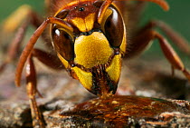 Hornet (Vespa) feeding on sap, Rookery Wood, Sussex, England, UK, September.