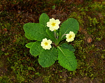 Primrose (Primula vulgaris) Rookery Wood, Sussex, England, UK, September.