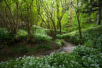 Sussex stream with Ramsons or Wild Garlic (Allium ursinum) Rookery Wood, Sussex, England, UK. May.