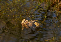 Common toads (Bufo bufo) courting, Rookery Wood, Sussex, England, UK, March.