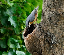 Nuthatch (Sitta europaea) hunting insects in dead ash tree, Rookery Wood, Sussex, England, March.