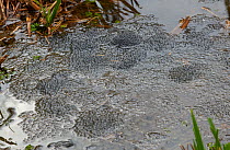 Frog spawn (Rana temporaria) Rookery Wood, Sussex, England, UK, March.