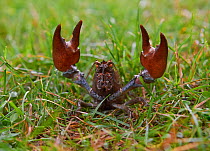 Signal crayfish (Pacifastacus leniusculus) seeking new habitat walking across land. Claws raised in defense, Rookery Wood, Sussex, England, UK. August.