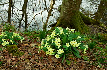 Primroses (Primula vulgaris) in woodland setting, Rookery Wood, Sussex, England, UK, April.