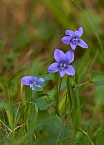 Dog violets (Viola riviniana) Rookery Wood, Sussex, England, UK April.
