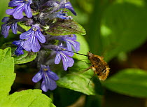 Beefly (Bombylius major)  feeding on Bugle (Ajuga reptans) Rookery Wood, Sussex, England, UK, May.