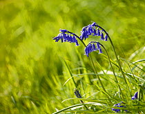 Bluebells (Hyacinthoides non-scripta) Rookery Wood, Sussex, England, UK, April