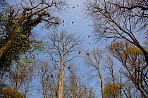 Rooks (Corvus frugilegus) in rookery, Rookery Wood, Sussex, England, UK, April.