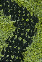 Snail track showing mandibles on algae, Rookery Wood, Sussex, England, UK, May.