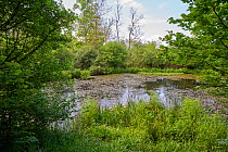 Rookery pond in spring, Rookery Wood, Sussex, England, UK, May 2016.