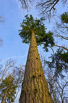 Douglas fir (Pseudotsuga menziesii) Rookery Wood, Sussex, England, UK, March.