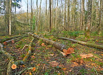 Felled Ash (Fraxinus excelsior) trees creating to create a glade, Rookery Wood, Sussex, England, UK, November 2015.