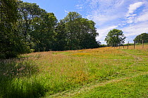Meadow after one year of fencing from deer, Rookery Wood  Sussex, England, UK, July 2014.