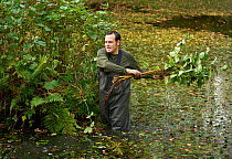 Man coppicing Alder (Alnus glutinosa) growth on island in pond Rookery Wood, Sussex, England, UK, November 2016.