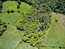 Aerial view of Rookery Wood, Sussex, England, UK. May 2015.