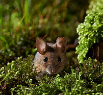 Wood mouse (Apodemus sylvaticus) portrait, Rookery Wood, Sussex, England, UK. February.