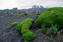 Rounded mounds of vegetation by the disused ANARE, Australian National Antarctic Research Expedition, huts at Atlas Cove. Heard Island, Heard and McDonald Islands UNESCO World Natural Heritage Site Su...