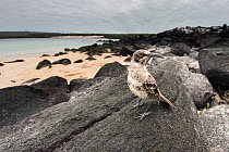 Espanola mockingbird (Nesomimus macdonaldi) on the beach at Espanola Island, Galapagos.