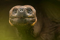 Galapagos giant tortoise (Chelonoidis nigra) portrait, Santa Cruz Island, Galapagos.