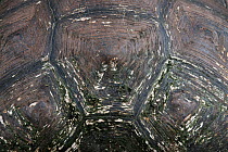 Galapagos giant tortoise (Chelonoidis nigra) shell, Santa Cruz Island, Galapagos.