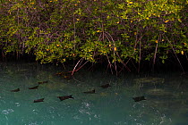 Eagle rays (Aetobatus narinar) swimming near  mangroves on the west coast of Isabela Island, Galapagos.