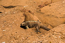 Marine iguana (Amblyrhynchus cristatus) digging a nest in the sand on Espanola Island, Galapagos.