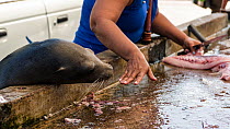 Galapagos sea lion (Zalophus wollebaeki) trying to steal fish from market stand, Puerto Ayora, Santa Cruz Island, Galapagos.