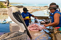 Brown pelican (Pelecanus occidentalis) trying to steal fish from the market, Puerto Ayora, Santa Cruz Island, Galapagos.