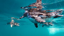 Galapagos penguin (Spheniscus mendiculus) swimming near Isabela Island, Galapagos.