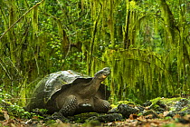 Galapagos giant tortoise (Chelonoidis nigra) in the forest, Santa Cruz Island, Galapagos.