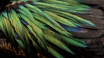 Close up of feathers of Magnificent Frigatebird (Fregata magnificens) male on Genovesa Island, Galapagos.
