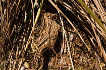 South Georgia pipit (Anthus antarcticus) at the nest. Salisbury Plains, South Georgia.