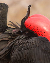Magnificent frigatebird (Fregata magnificens) male displaying, red throat pouch inflated, North Seymour Island, Galapagos.