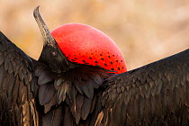 Magnificent frigatebird (Fregata magnificens) male displaying, red throat pouch inflated, North Seymour Island, Galapagos.